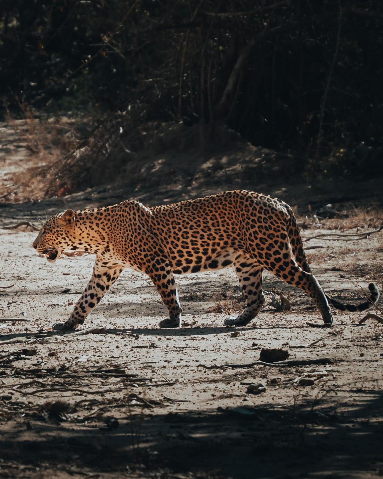 Wild Trails Yala By Suri Hotel Kültér fotó